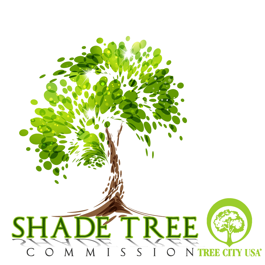 Shade Tree Commission Tree Giveaway The Township of Haverford, PA