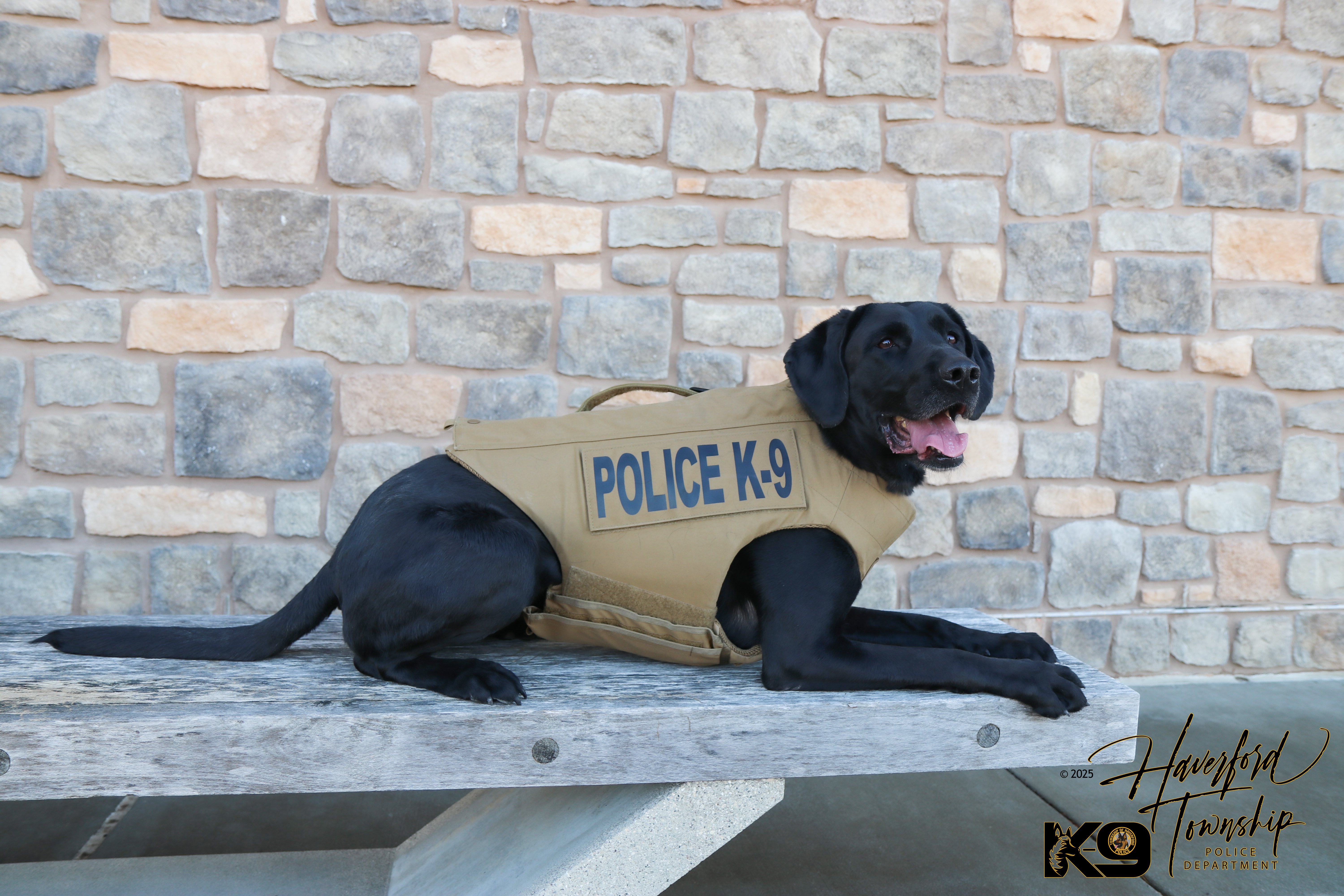 Haverford Township Police Department’s K9 Winnie has received donation of body armor<