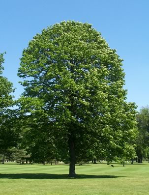 American linden tree