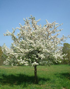 American linden tree
