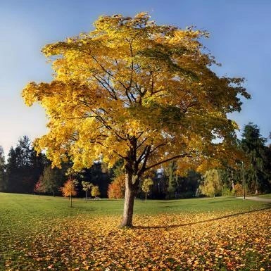 American linden tree